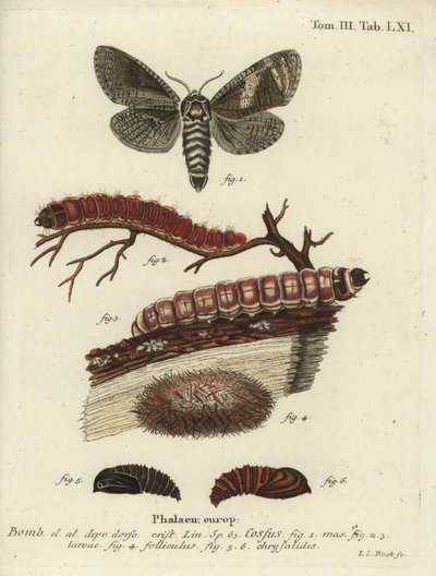 Goatmoth, Cossus Cossus by Johann Carl Bock