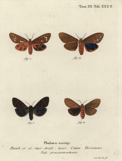 Great Tiger Moth Varieties, Arctia Caja by Johann Carl Bock