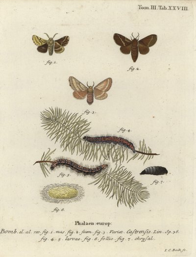 Ground lackey moth, Malacosoma castrense by Johann Carl Bock