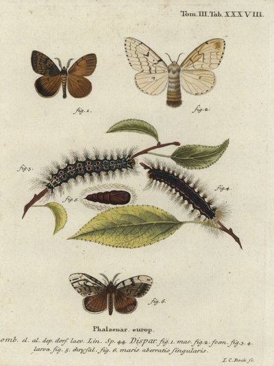 Gypsy Moth, Lymantria Dispar by Johann Carl Bock