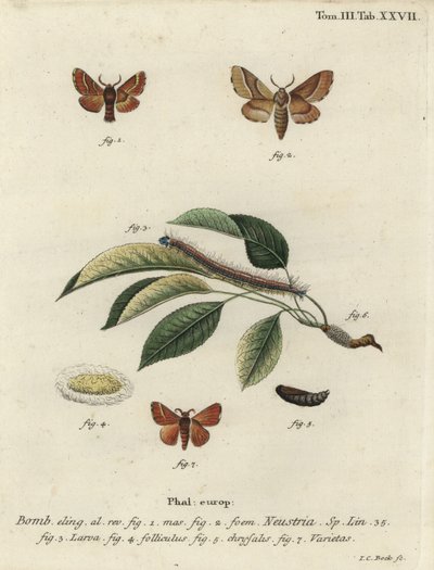 Lackey moth, Malacosoma neustria by Johann Carl Bock