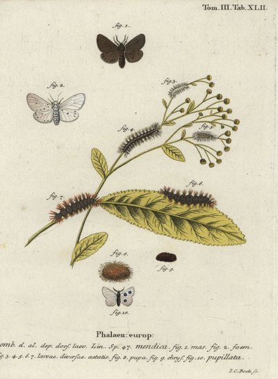 Muslin moth, Diaphora mendica by Johann Carl Bock