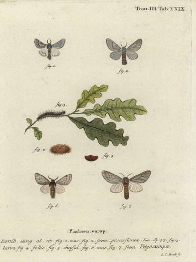 Oak processionary moth, Thaumetopoea processionea by Johann Carl Bock
