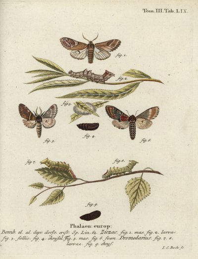 Pebble Prominent and Iron Prominent by Johann Carl Bock