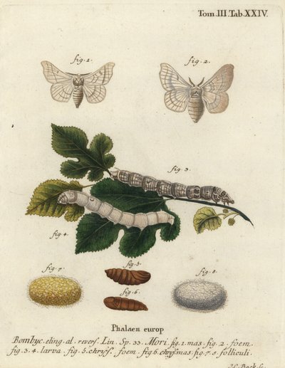 Silkmoth, Bombyx mori by Johann Carl Bock