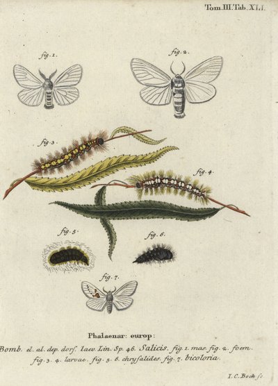 White Satin and White Prominent Moths by Johann Carl Bock