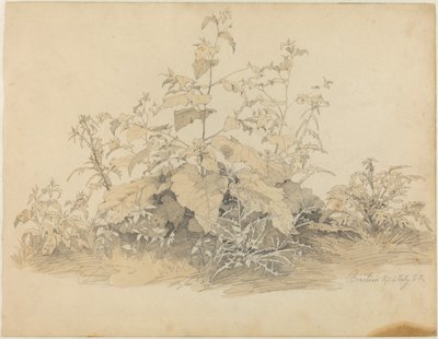 Wild Plants near Birstein by Johann Christian Heerdt