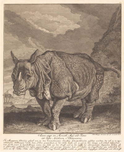 Rhinoceros by Johann Elias Ridinger