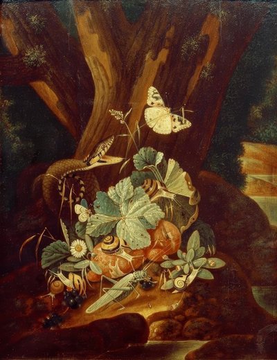 Insects, Snails, and Snake by Johann Falch