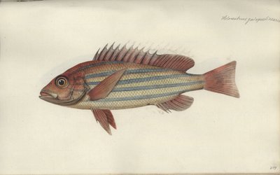 Lutjanus quinquelineatus, before 1790 by Johann Friedrich Hennig