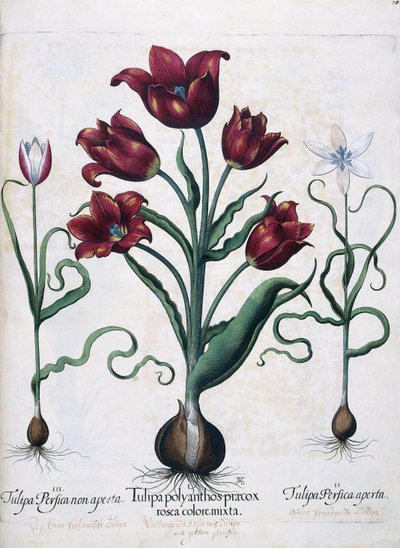 Tulips, 1613 by Johann Friedrich Meyer
