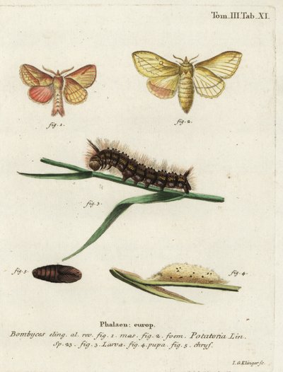 Drinker Moth, Euthrix potatoria by Johann Georg Klinger