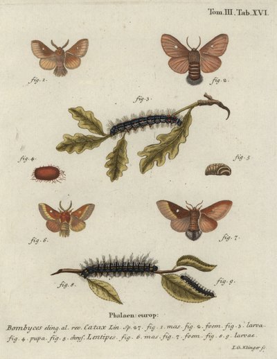 Eastern Eggar, Eriogaster Catax by Johann Georg Klinger