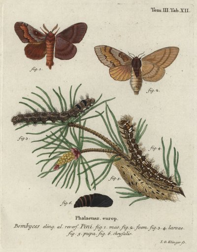 Pine tree lappet, Dendrolimus pini by Johann Georg Klinger