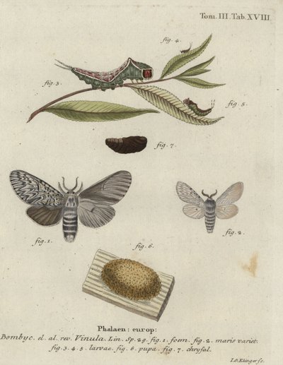 Puss moth, Cerura vinula. by Johann Georg Klinger