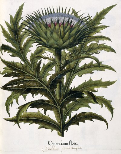 Cinera Cum Flore by Johann Georg Ziesenis