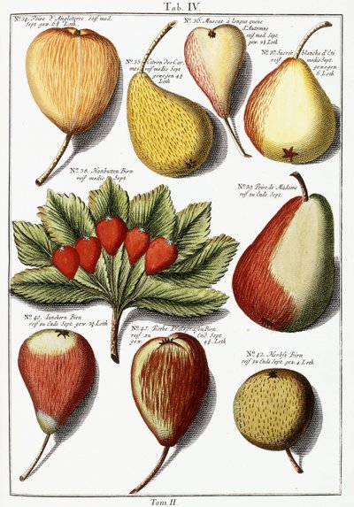 Various pear species, 1760-1766 by Johann Hermann Knoop