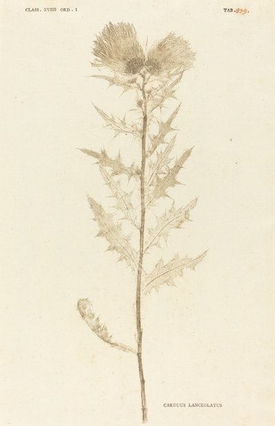 Carduus Lanceolatus by Johann Hieronymus Kniphof