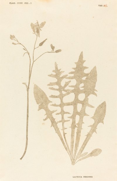 Lactuca Perennis by Johann Hieronymus Kniphof