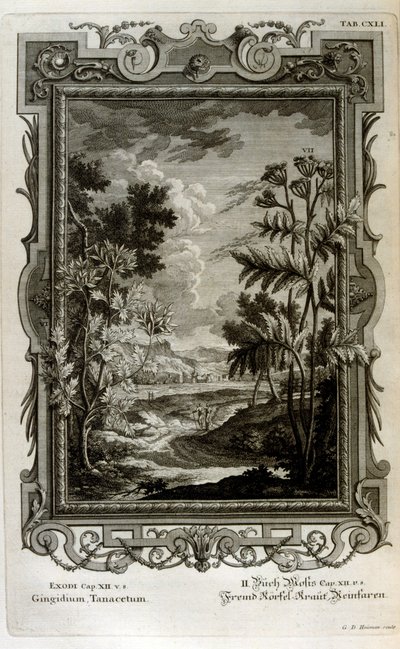 Illustration by Johann Jakob Scheuchzer