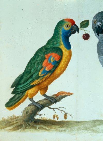 Amazon Parrot by Johann Jakob Walther