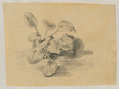 Study of a Leaf Plant by Johann Peter Krafft
