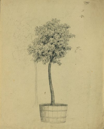 Study of a Small Tree in a Pot by Johann Peter Krafft