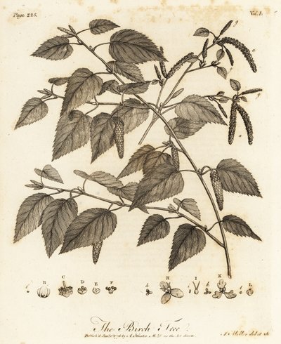 Downy birch, Betula pubescens by Johann Sebastien Muller