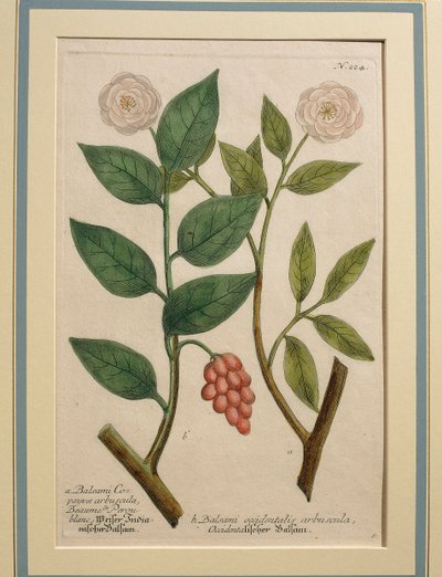Balsami Occidentalis Arbuscula by Johann Wilhelm Weinmann
