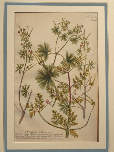 Herb Robert (Geranium robertianum), coloured engraving by Johann Wilhelm Weinmann