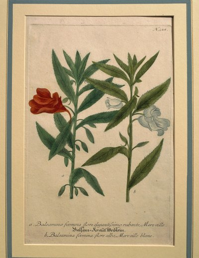 Impatiens, coloured engraving by Johann Wilhelm Weinmann