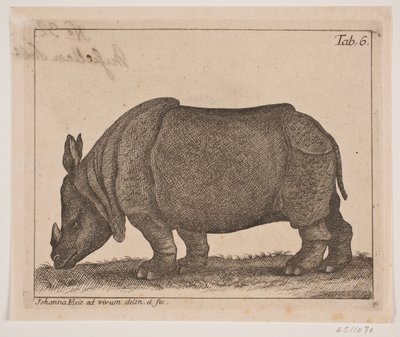 A Rhinoceros by Johanna Fosie