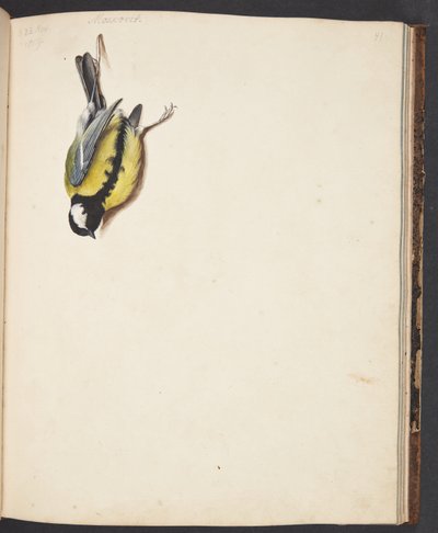 Study of a Dead Great Tit by Johanna Fosie