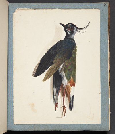 Study of a Dead Lapwing by Johanna Fosie