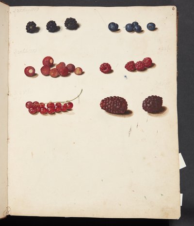 Study of Various Berries by Johanna Fosie