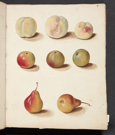 Study of Peach, Apple, and Pear by Johanna Fosie