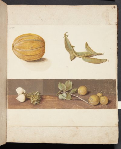 Study of Fruit and Vegetables by Johanna Fosie
