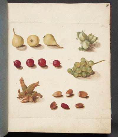 Study of Fruits, Berries, and Nuts by Johanna Fosie