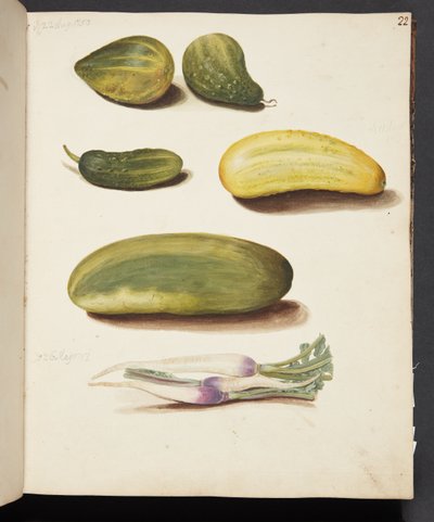 Study of Vegetables by Johanna Fosie