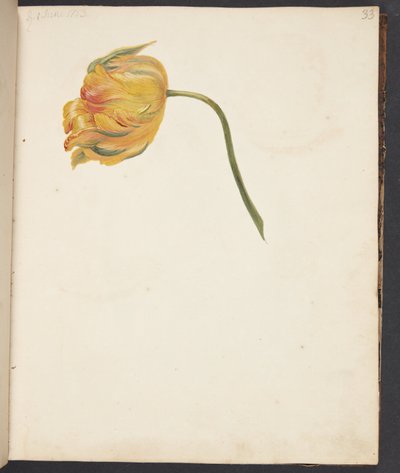 Study of Yellow Tulip by Johanna Fosie