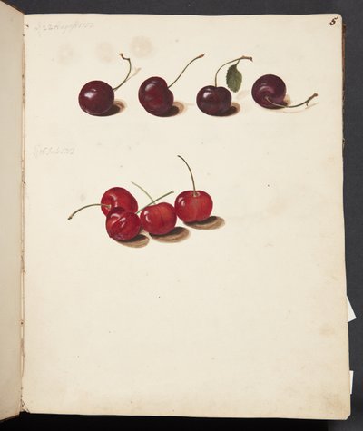 Study of Cherries by Johanna Fosie