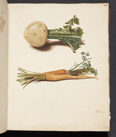 Study of Turnip and Carrots by Johanna Fosie