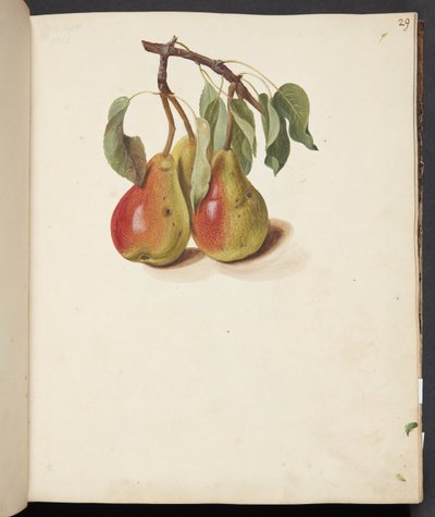 Study of Pears by Johanna Fosie