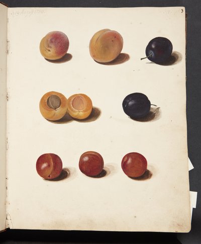 Studies of Plums by Johanna Fosie