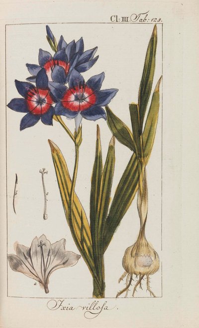 Selection of Beautiful and Rare Plants, 1795-1798 by Johannes Zorn