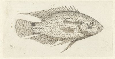 Tropical Fish Chromis Epse by Johannes le Francq van Berkhey