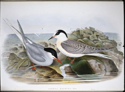 Arctic Tern by John (after) Gould