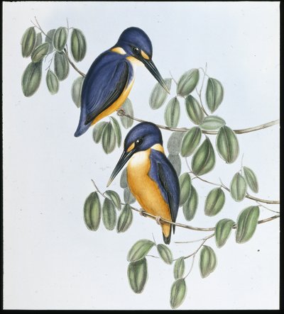 Azure Kingfisher by John (after) Gould
