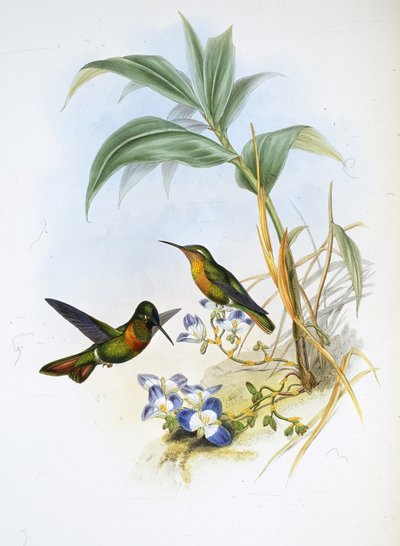 Banded Ruby (Clytolaema Aurescens) by John (after) Gould