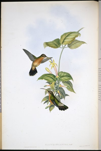 Black-tailed Hermit by John (after) Gould